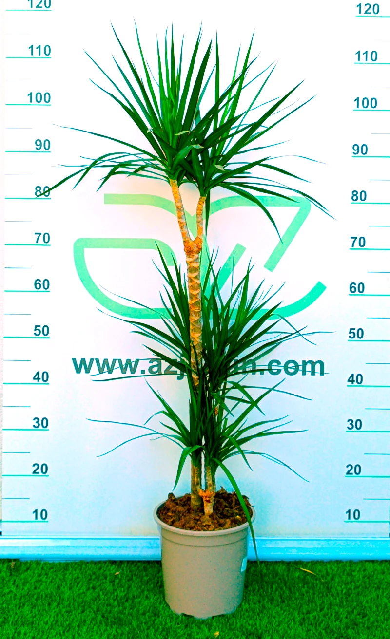 0318001044 Planta de interior perenne Dracaena Marginata en maceta de cultivo con varios troncos leñosos escalonados y rosetas de hojas finas verdes con bordes rojos.