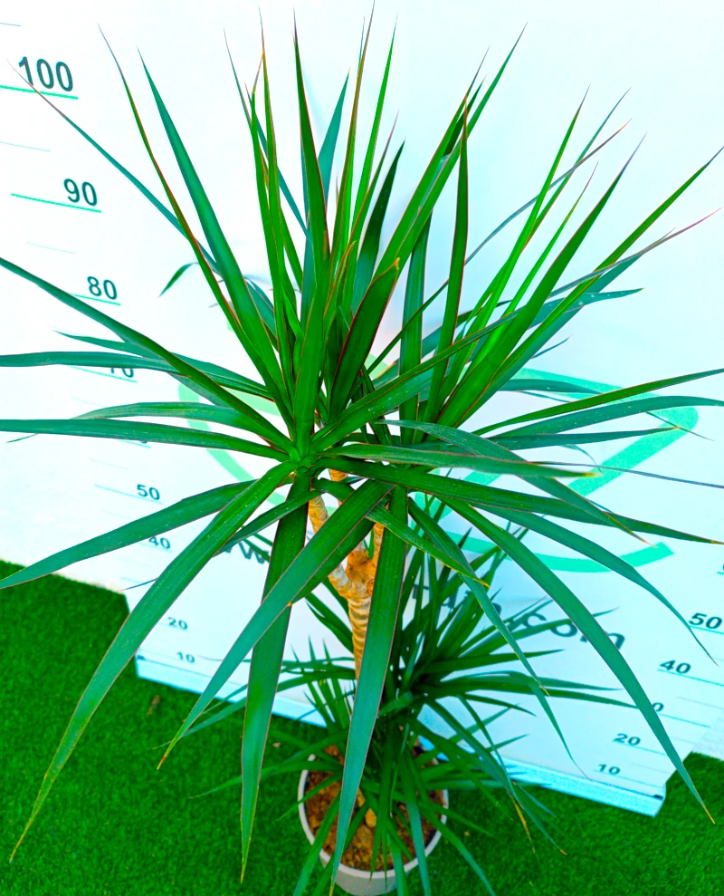 0318001044_1 Primer plano de la Dracaena Marginata.