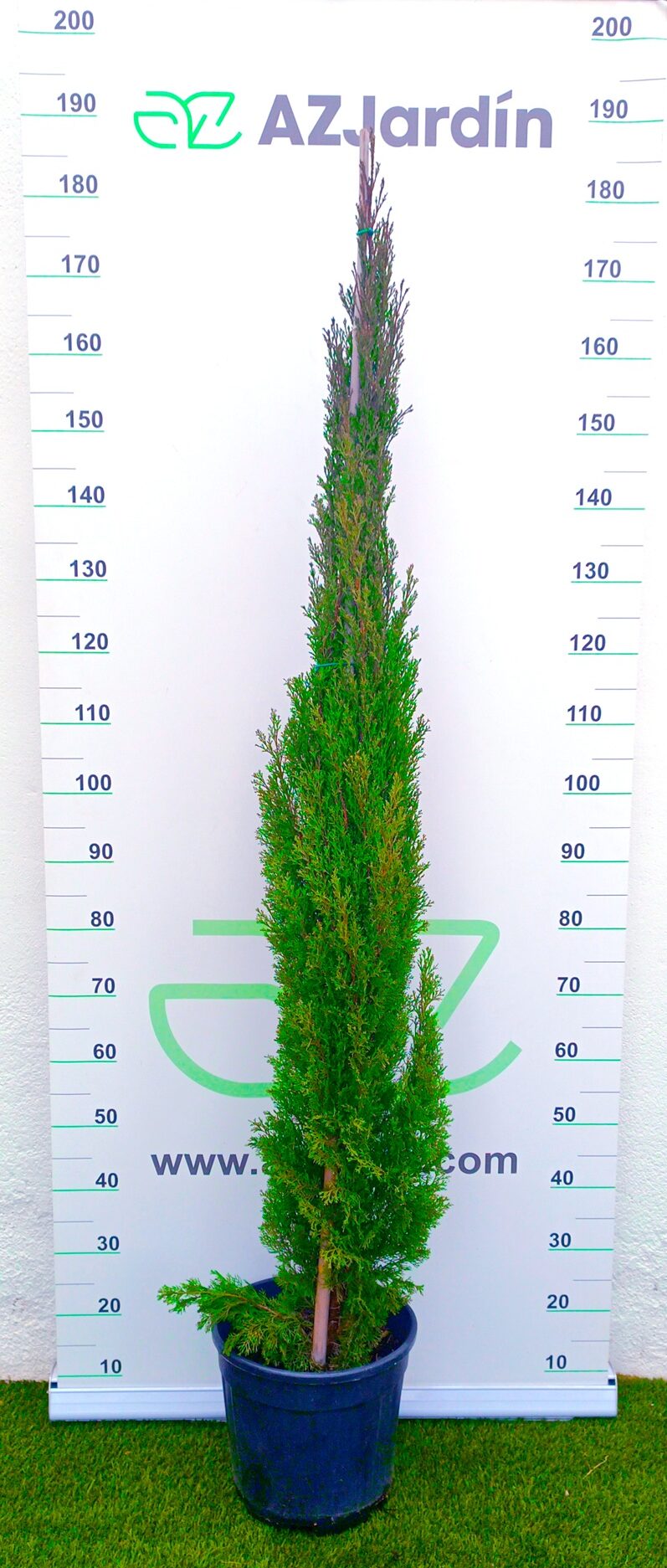 0318001104 Ejemplar de Ciprés Totem en maceta de cultivo; se muestra su silueta columnar extremadamente estrecha y compacta, con un follaje denso en color verde oscuro que crece de forma vertical y uniforme.
