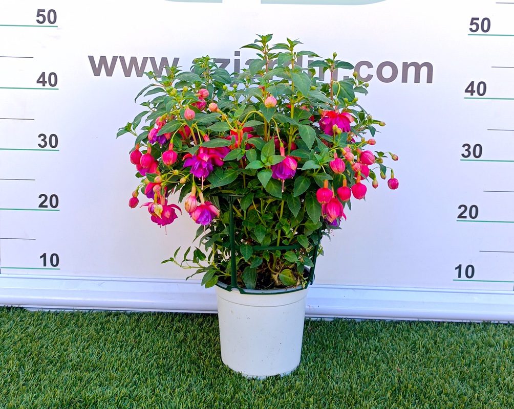 0318001130 Planta de exterior Fuchsia hybrida en maceta con flores colgantes abiertas de color fucsia y violeta.