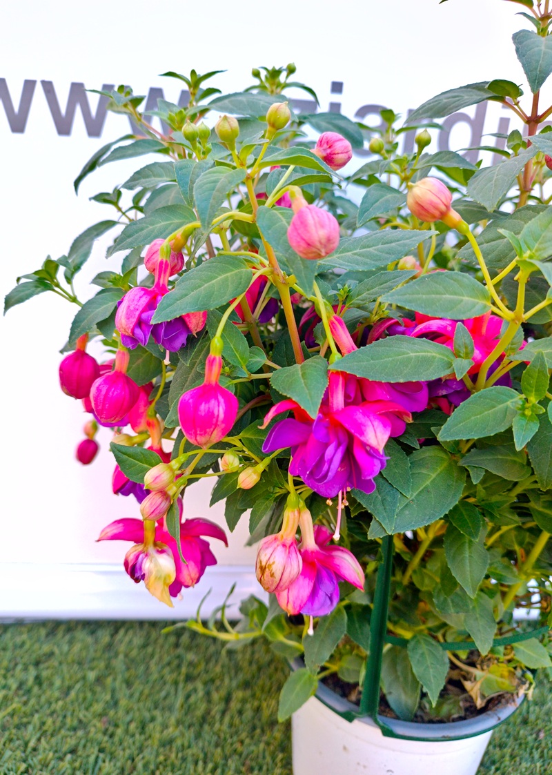 0318001130_1 Primer plano de la Fuchsia hybrida.