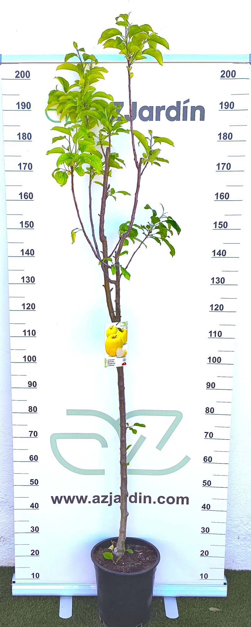 0318001147 Árbol frutal Manzano Golden de 5 años en maceta negra, con tronco central estilizado y copa abierta de hojas verdes claras.