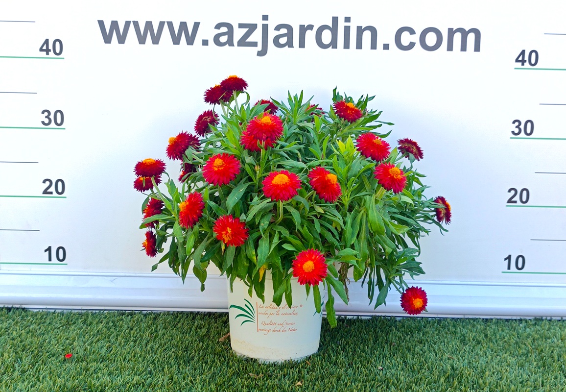 0318001272 Planta de exterior Bracteantha Florabella en maceta con flores rígidas de color amarillo y naranja.