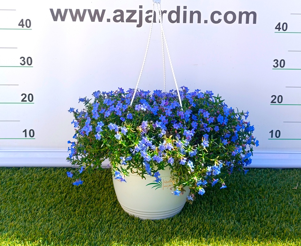 0318001273 Planta tapizante Lithodora Diffusa en maceta de cultivo con follaje verde denso y flores azules.