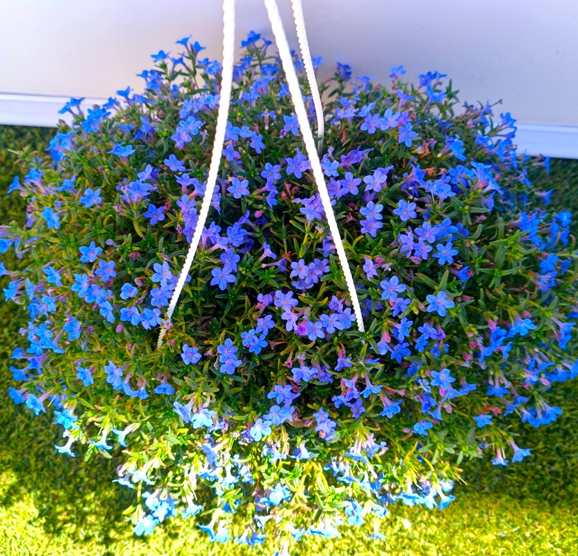 0318001273_1 Planta tapizante Lithodora Diffusa en maceta de cultivo con follaje verde denso y flores azules.