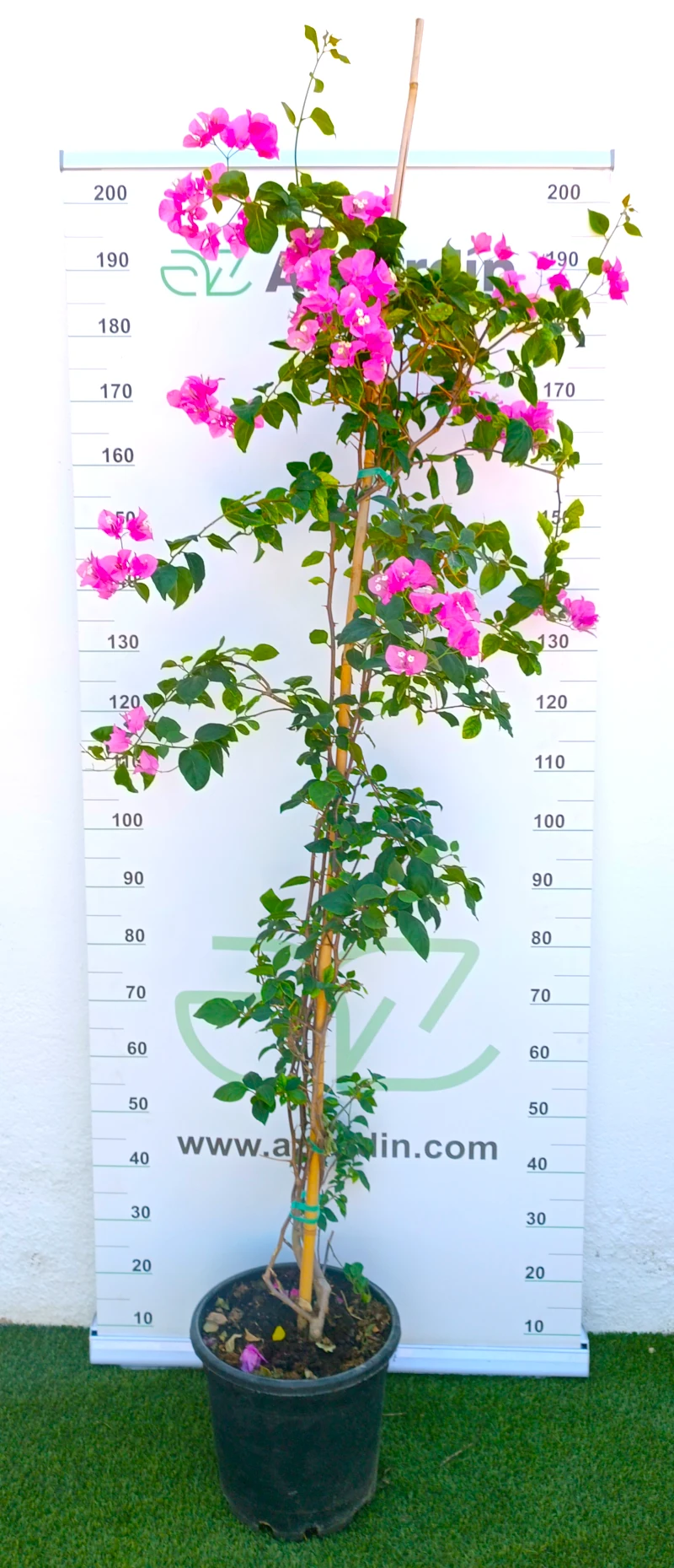 0318001315 Planta trepadora de exterior Bougainvillea Mix entutorada en maceta de cultivo con abundantes flores de color rosa brillante.