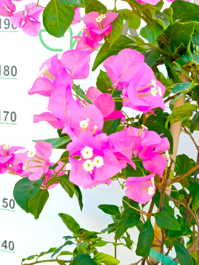 0318001315_1 Primer plano de la Bougainvillea Mix.