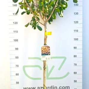 Árbol frutal de Pistachero Batoury hembra entutorado con copa frondosa y redonda de hojas coriáceas en maceta negra de cultivo.
