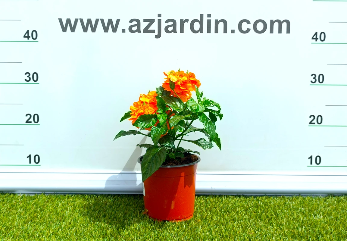 0318001441 Planta ornamental Crossandra Orange con flores de color naranja brillante en espiga y hojas verdes satinadas en maceta de cultivo.