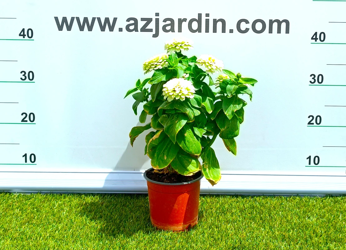 0318001449 Planta de exterior Zinnia con flores densas y compactas en formato de cultivo para terrazas y balcones.