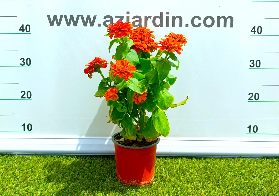 0318001449_2 Planta de exterior Zinnia con flores densas y compactas en formato de cultivo para terrazas y balcones.