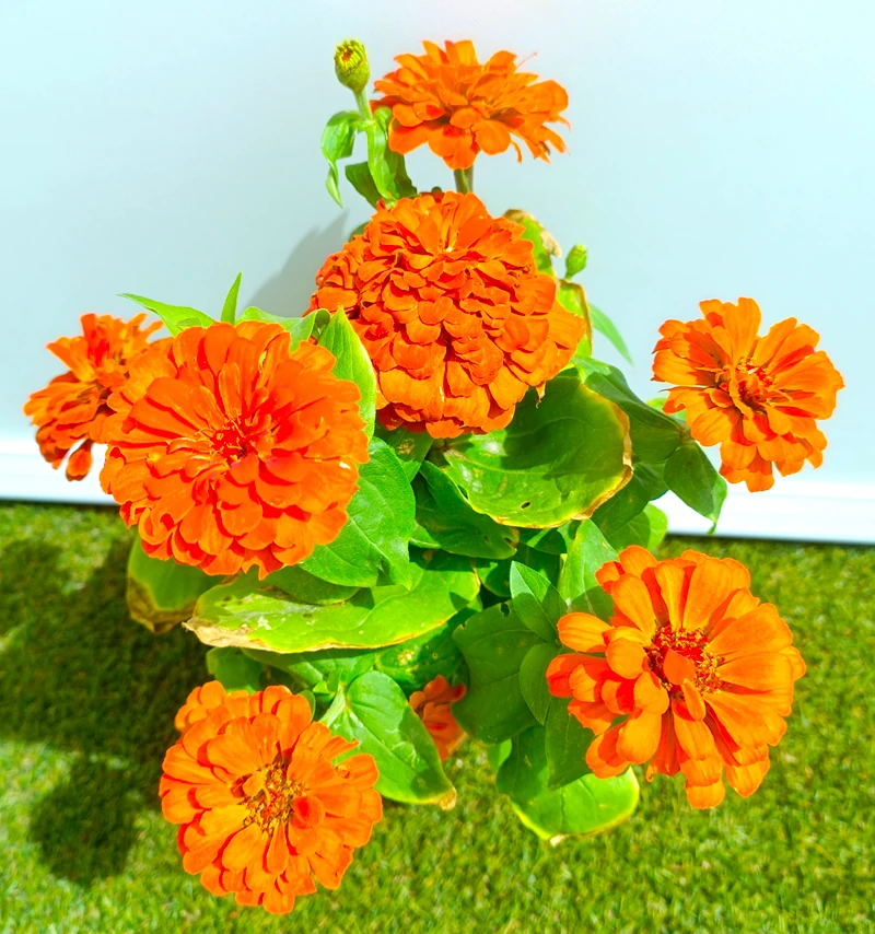 0318001449_3 Primer plano de la Zinnia.