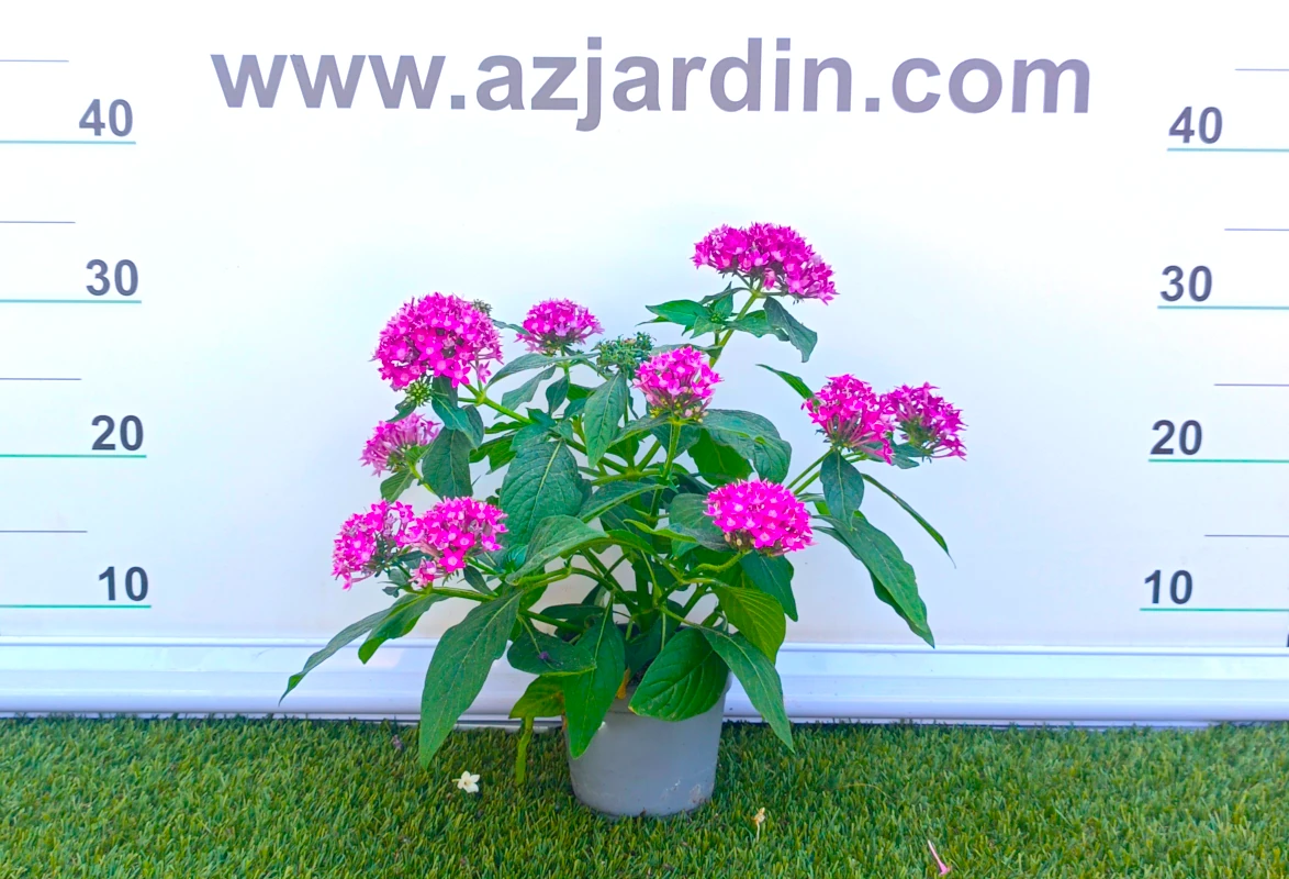 0318001477 Planta de exterior Penta en plena floración con densas inflorescencias de flores estrelladas y hojas verdes en maceta de cultivo.