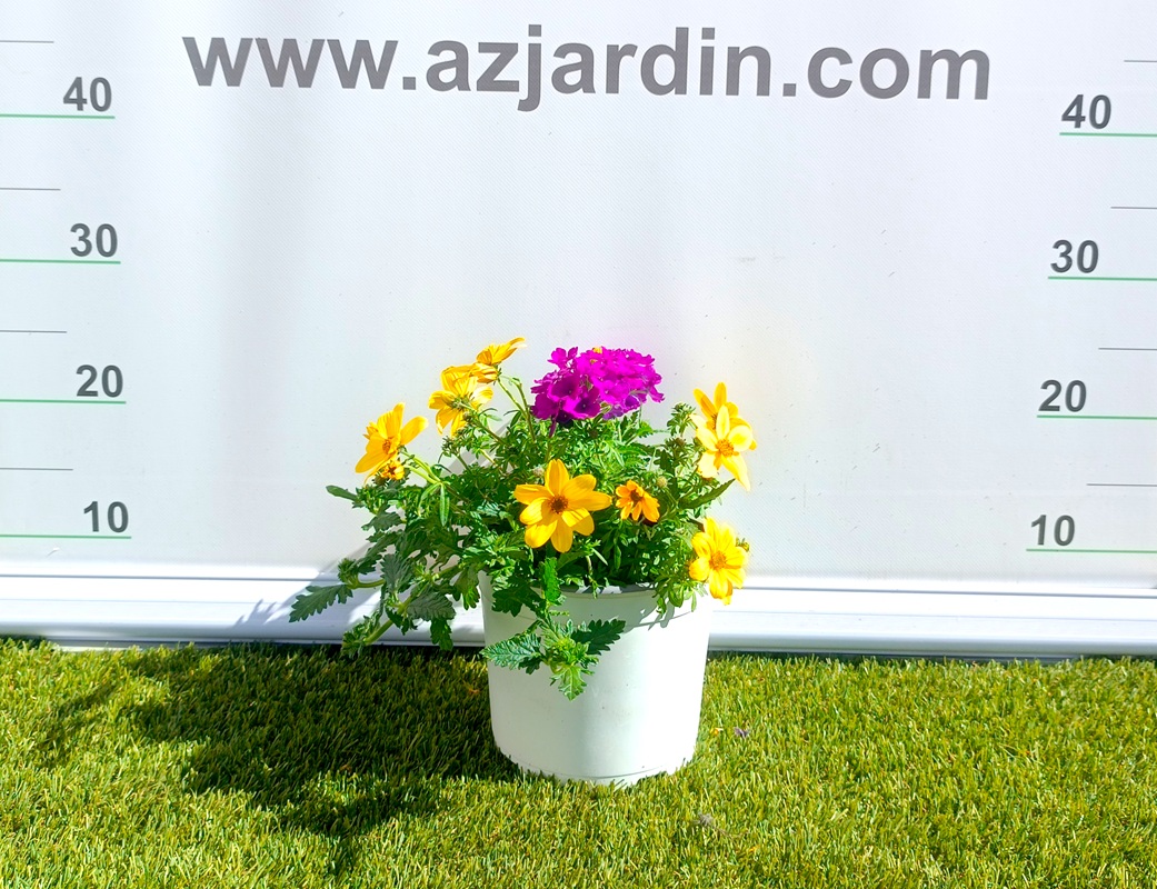 0318001500 Composición frondosa de planta Confeti en maceta de cultivo mostrando una mezcla de follaje ornamental y plantas de temporada.