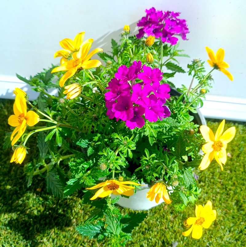 0318001500_1 Composición frondosa de planta Confeti en maceta de cultivo mostrando una mezcla de follaje ornamental y plantas de temporada.