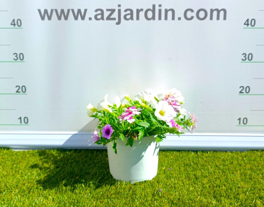 0318001500_2 Composición frondosa de planta Confeti en maceta de cultivo mostrando una mezcla de follaje ornamental y plantas de temporada.