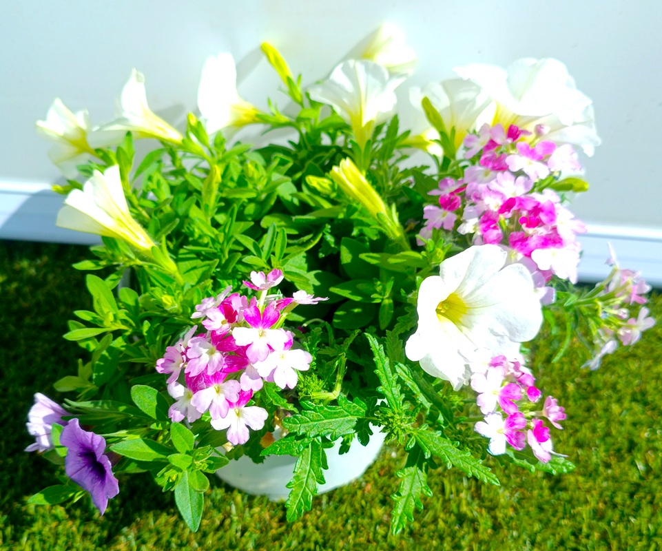 0318001500_3 Composición frondosa de planta Confeti en maceta de cultivo mostrando una mezcla de follaje ornamental y plantas de temporada.