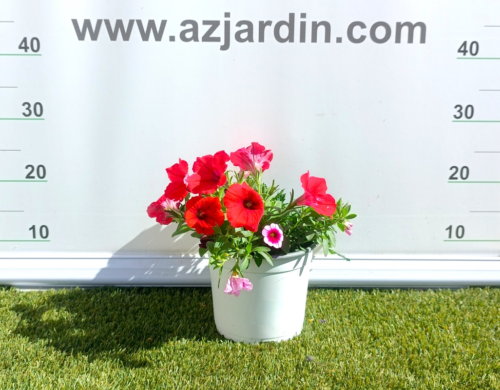 0318001500_4 Composición frondosa de planta Confeti en maceta de cultivo mostrando una mezcla de follaje ornamental y plantas de temporada.