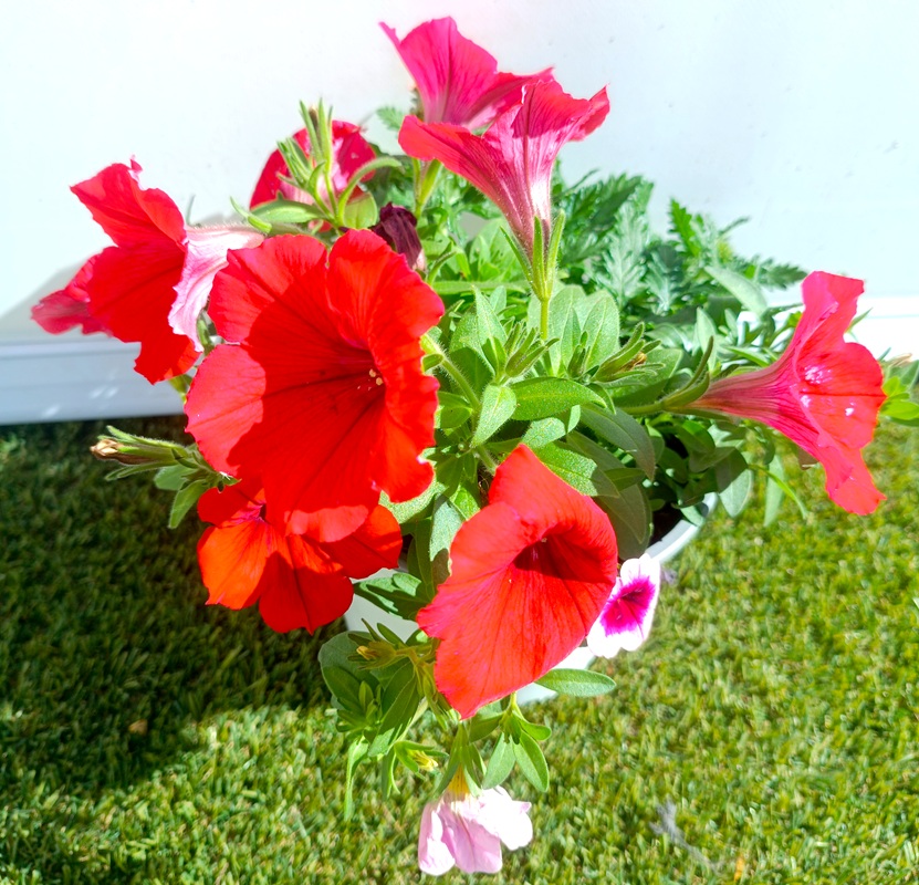 0318001500_5 Composición frondosa de planta Confeti en maceta de cultivo mostrando una mezcla de follaje ornamental y plantas de temporada.