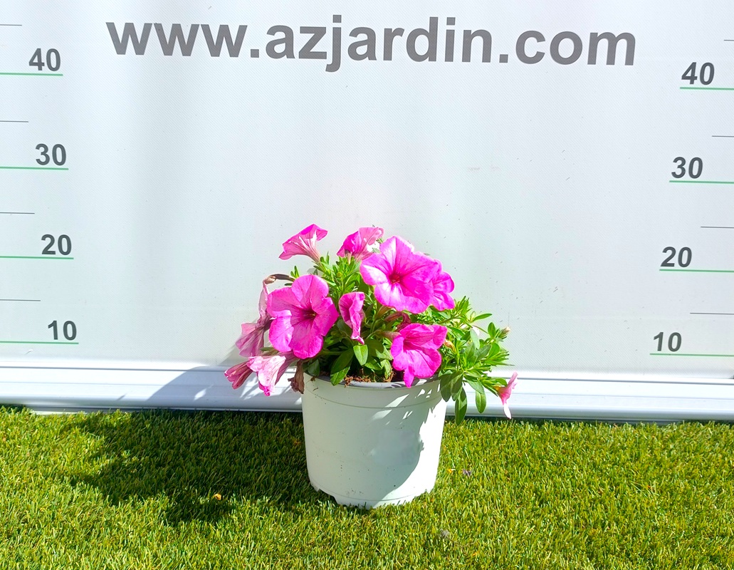 0318001500_6 Composición frondosa de planta Confeti en maceta de cultivo mostrando una mezcla de follaje ornamental y plantas de temporada.