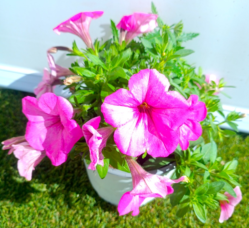 0318001500_7 Composición frondosa de planta Confeti en maceta de cultivo mostrando una mezcla de follaje ornamental y plantas de temporada.