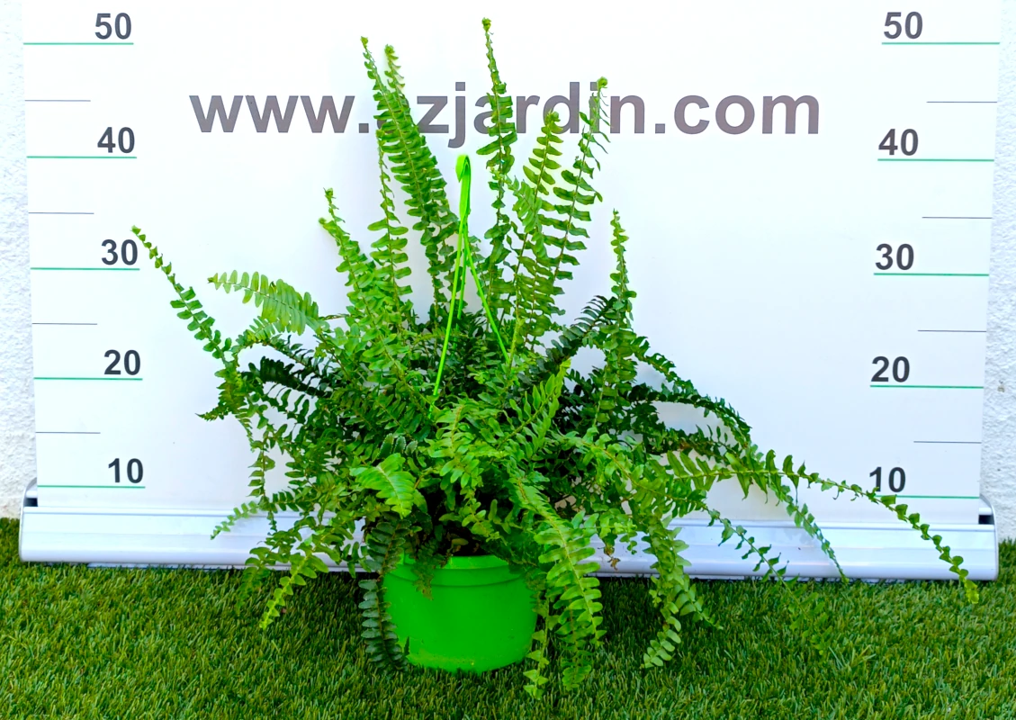 0318001540 Planta de interior perenne Helecho Colgar en maceta suspendida de cultivo con frondoso porte de frondas verdes arqueadas y plumosas.