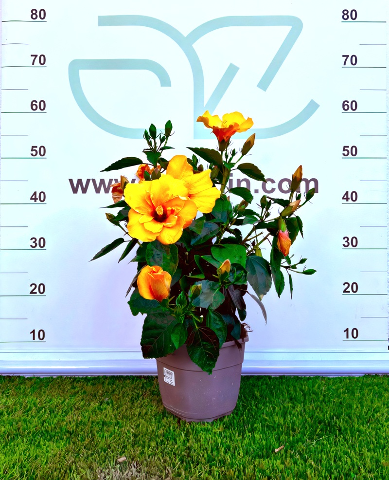 0318001586 Planta de Hibiscus en maceta C17 con flores grandes de colores vivos y hojas verdes brillantes para decoración de exteriores.