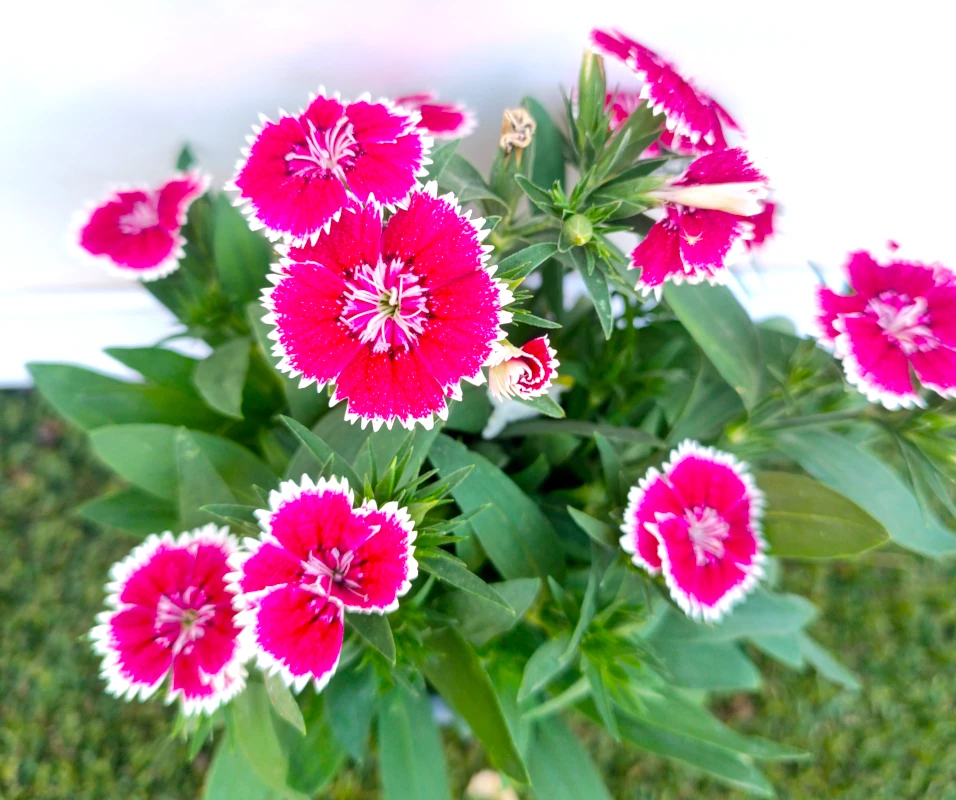 0318001646_1 Primer plano del Dianthus Chinensis.