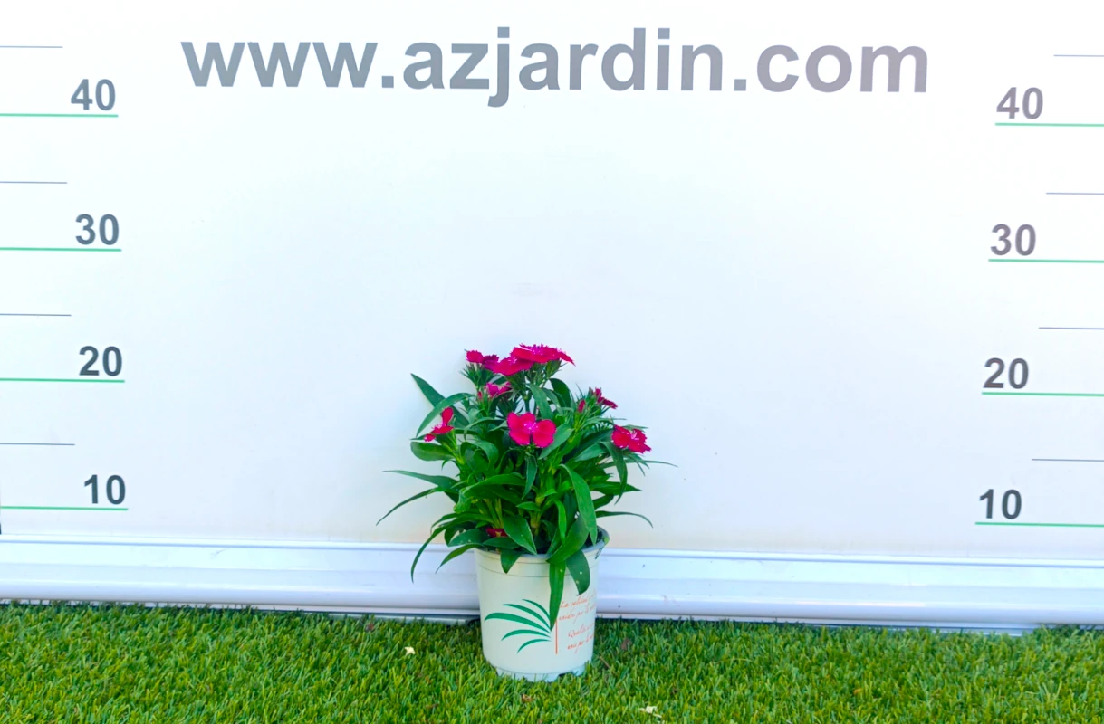 0318001646_2 Planta de exterior Dianthus Chinensis (Clavel Chino) en plena floración con flores fucsias de pétalos dentados en maceta de cultivo.