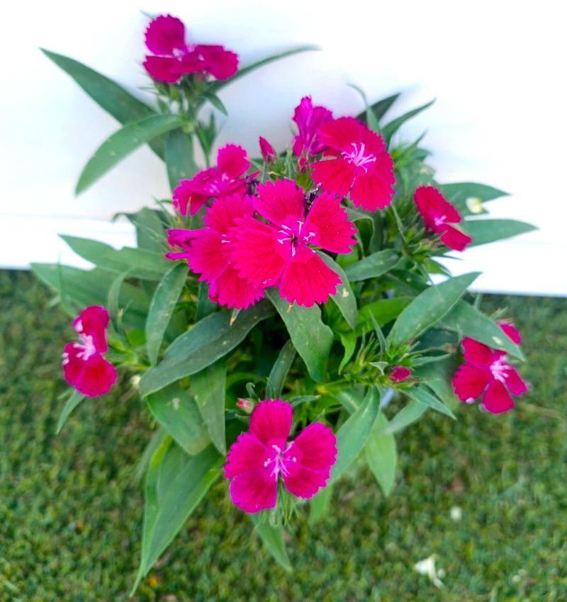 0318001646_3 Primer plano del Dianthus Chinensis.