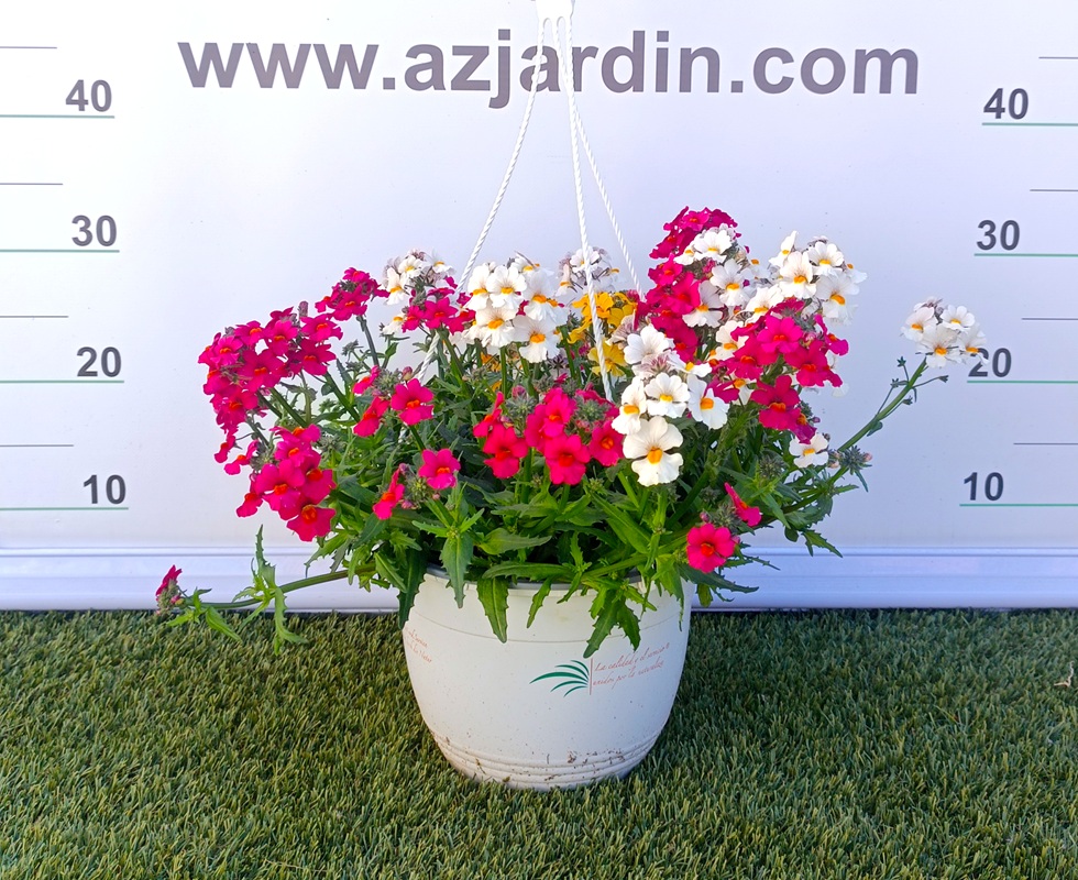 0318001711 Planta de Nemesia fruticans en maceta de cultivo con abundante floración en colores variados según disponibilidad.