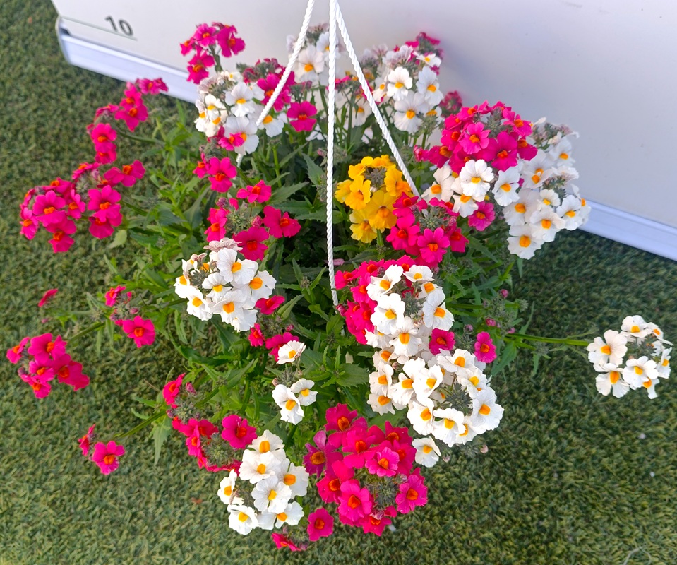 0318001711_1 Planta de Nemesia fruticans en maceta de cultivo con abundante floración en colores variados según disponibilidad.