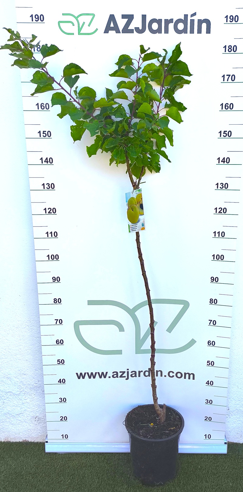 0318001771 Árbol frutal Albaricoque Bulida en maceta negra, con tronco central estilizado y copa frondosa de hojas verdes.