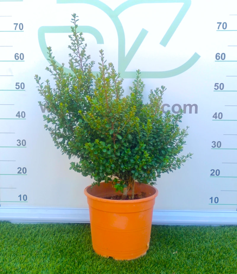 0318001785 Planta de exterior arbustiva Myrsine Africana (Mirto africano) en maceta de cultivo con un denso y compacto follaje de hojas pequeñas de color verde oscuro brillante.