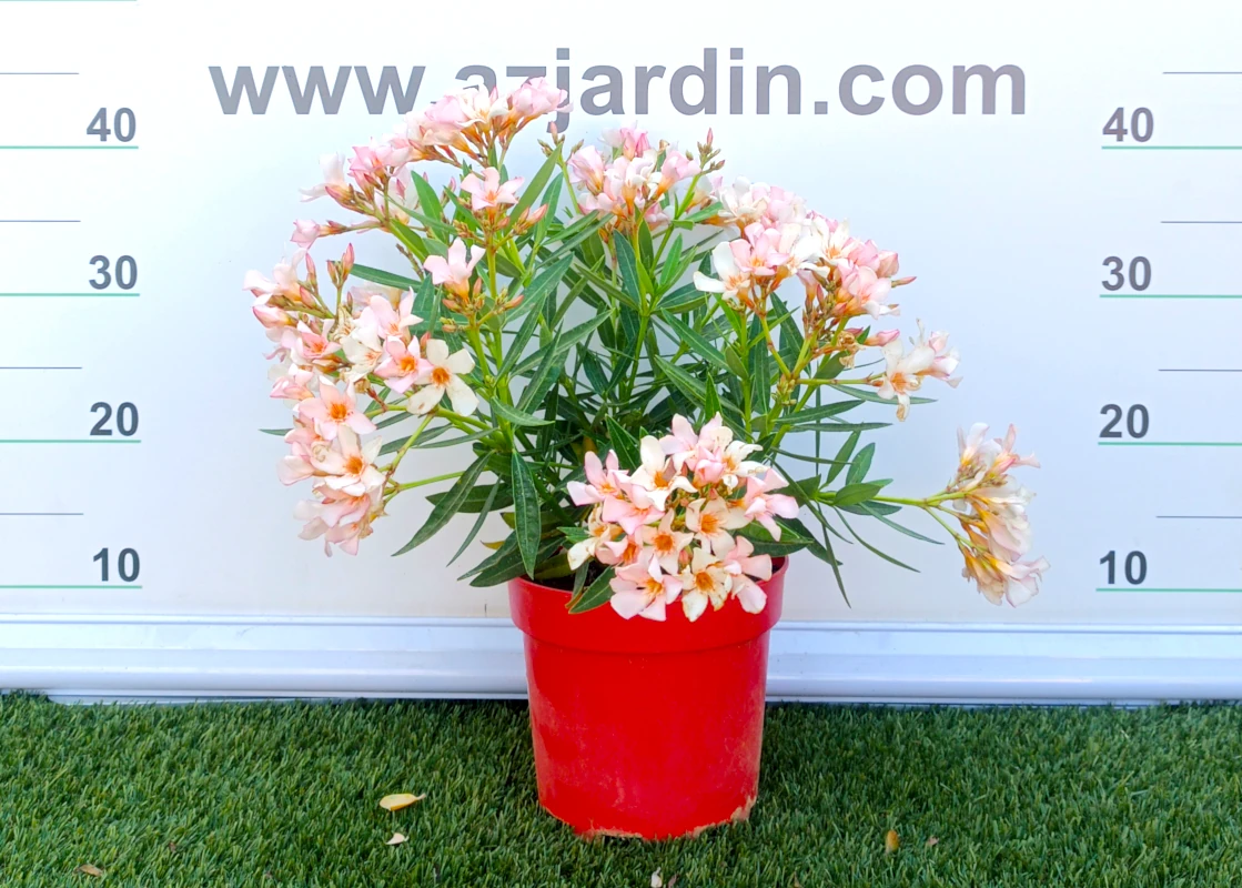 0318001813 Planta de exterior arbustiva Nerium Oleander Adelfa Mini en maceta de cultivo con denso follaje ramificado de hojas lanceoladas verdes y abundantes flores rosa.