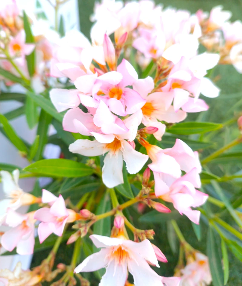 0318001813_1 Primer plano de la Nerium Oleander Adelfa Mini.