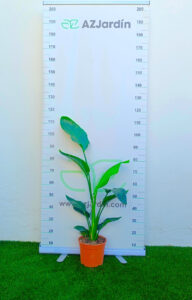 Strelitzia Nicolai (Ave del Paraíso Gigante) en maceta naranja, con un porte aproximado de 110 cm, fotografiada junto a una regla de medición de altura para demostrar el tamaño real del producto.