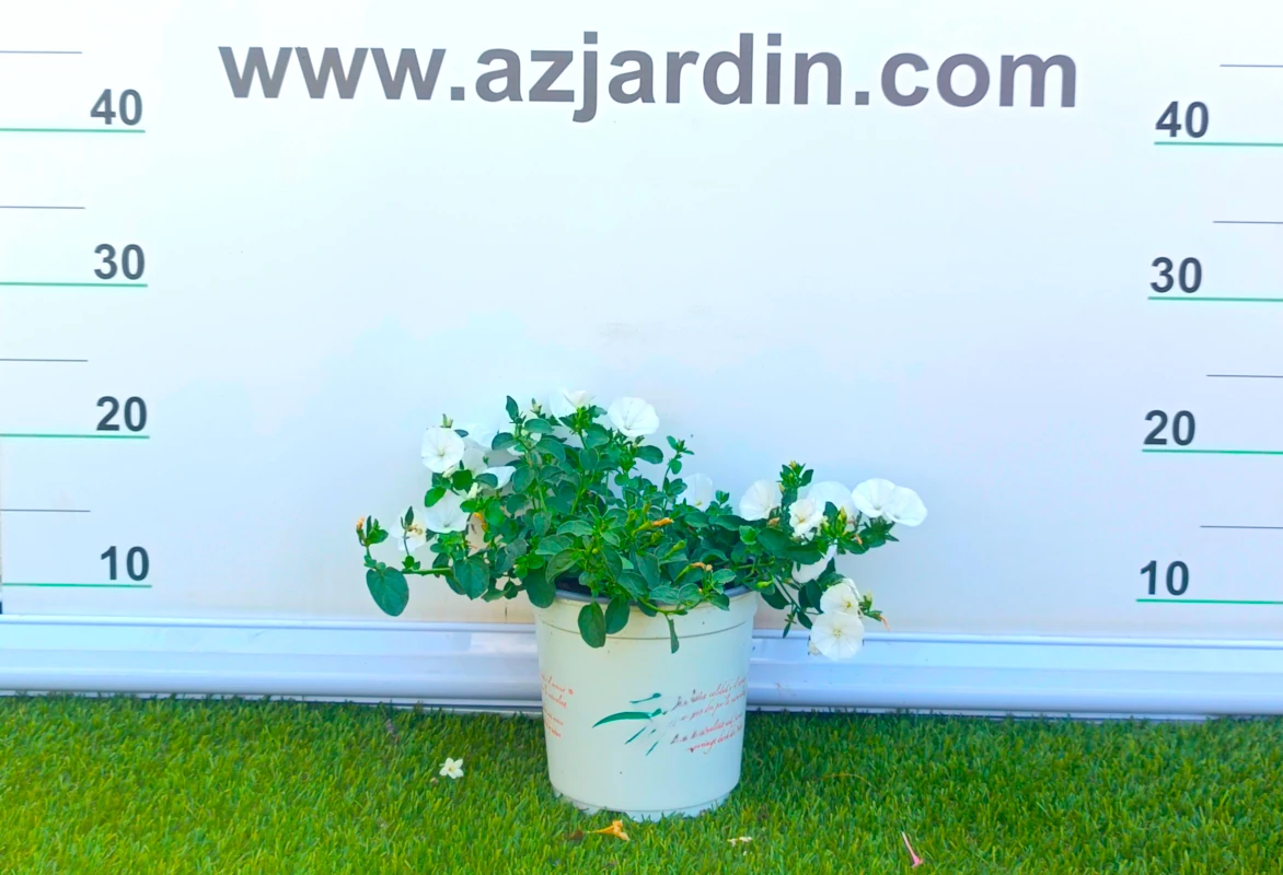 0318001878 Planta de exterior colgante Convolvulus en plena floración con abundantes flores blancas acampanadas en contenedor de cultivo.