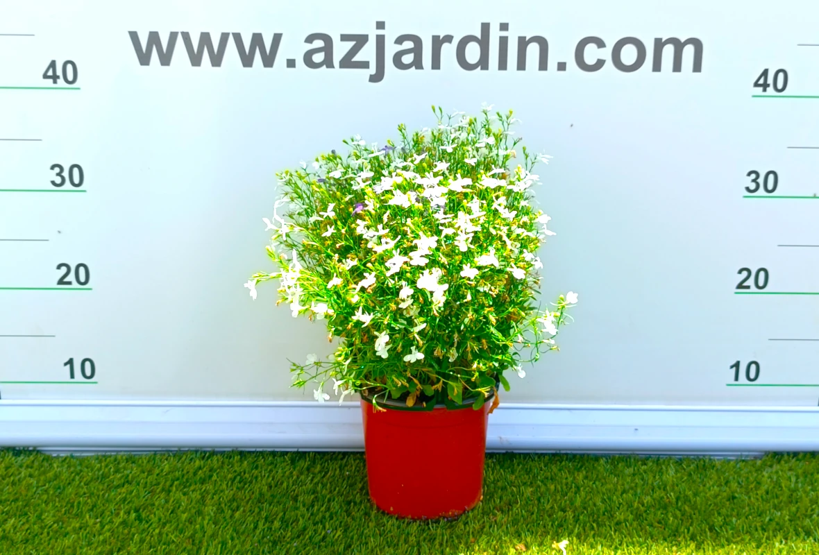 0318001891 Planta de exterior Lobelia en plena floración compacta con flores de colores en contenedor de cultivo.