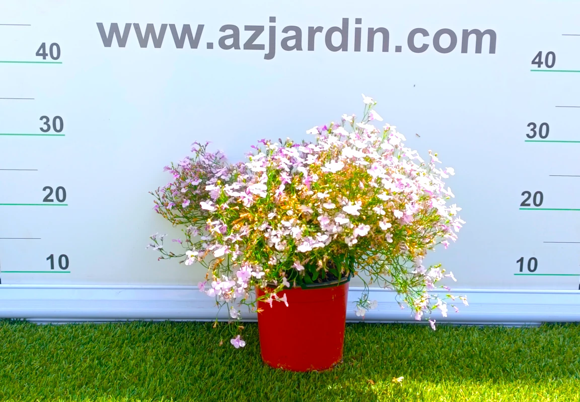 0318001891_2 Planta de exterior Lobelia en plena floración compacta con flores de colores en contenedor de cultivo.