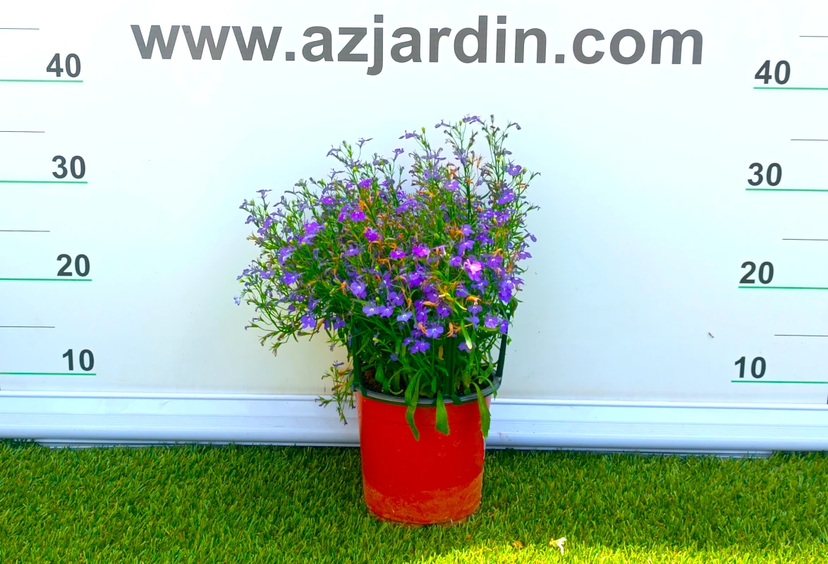 0318001891_4 Planta de exterior Lobelia en plena floración compacta con flores de colores en contenedor de cultivo.
