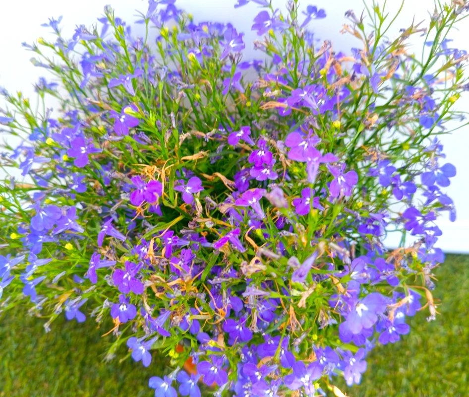 0318001891_5 Primer plano de la Lobelia.