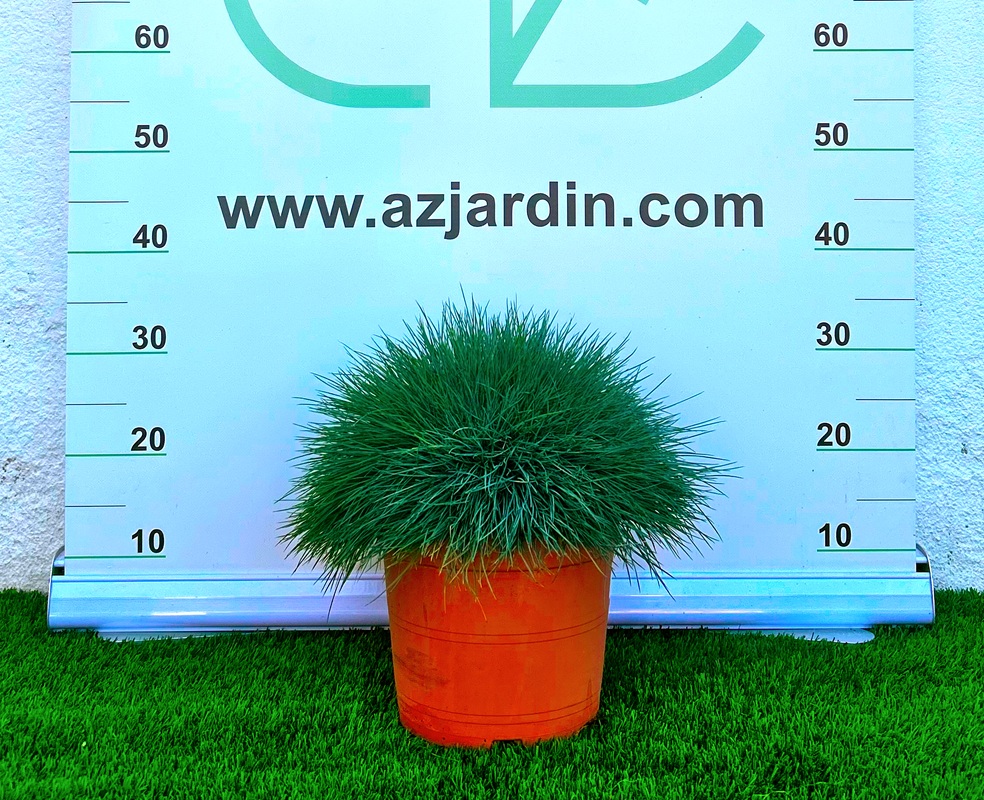 0318001894 Planta Festuca Intense Blue en maceta de 5 litros con follaje azul plateado en forma de mata compacta para decoración de exteriores.