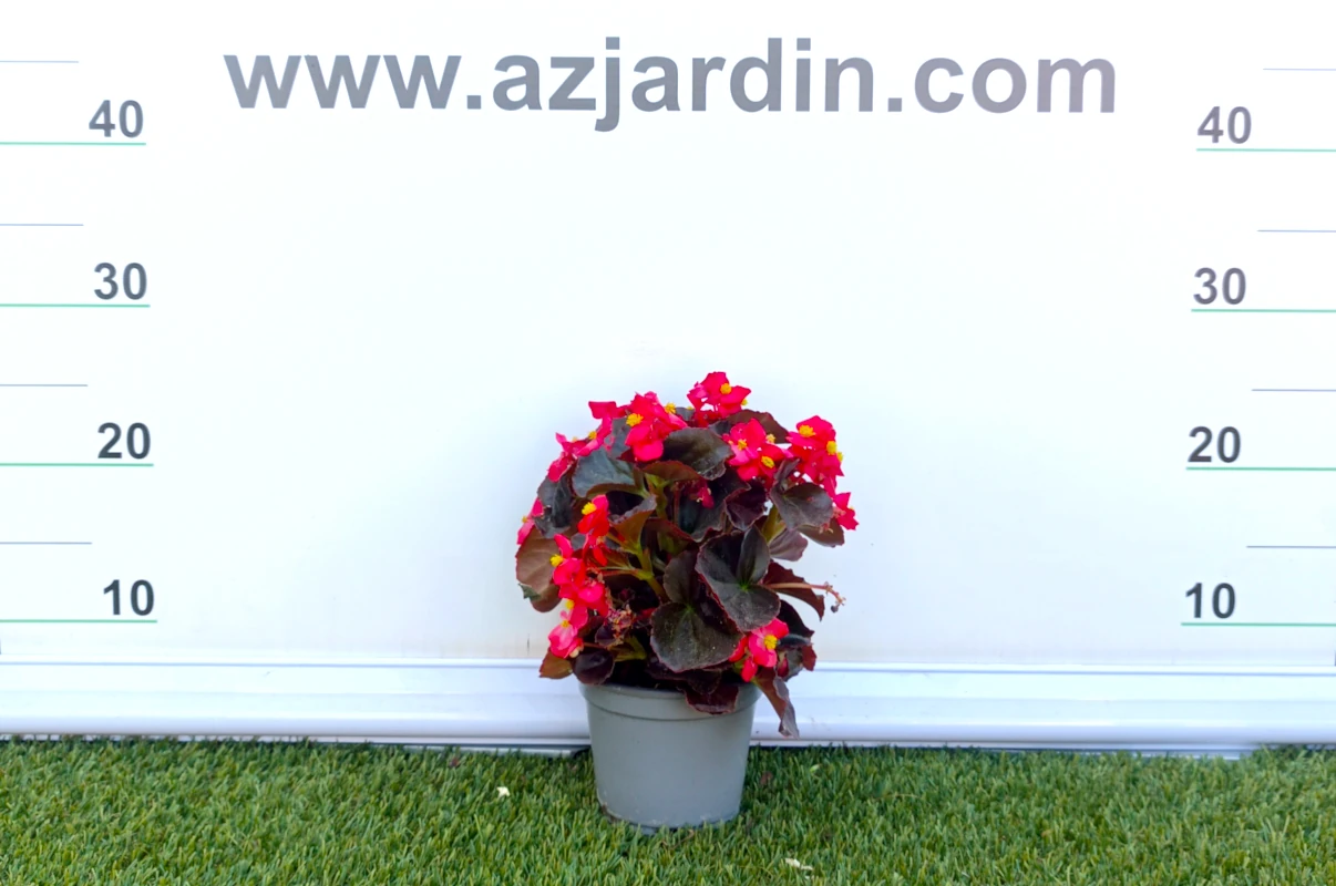 0318001911 Planta de exterior Begonia en floración con follaje semicarnoso brillante y flores de color rosa fucsia en maceta de cultivo.