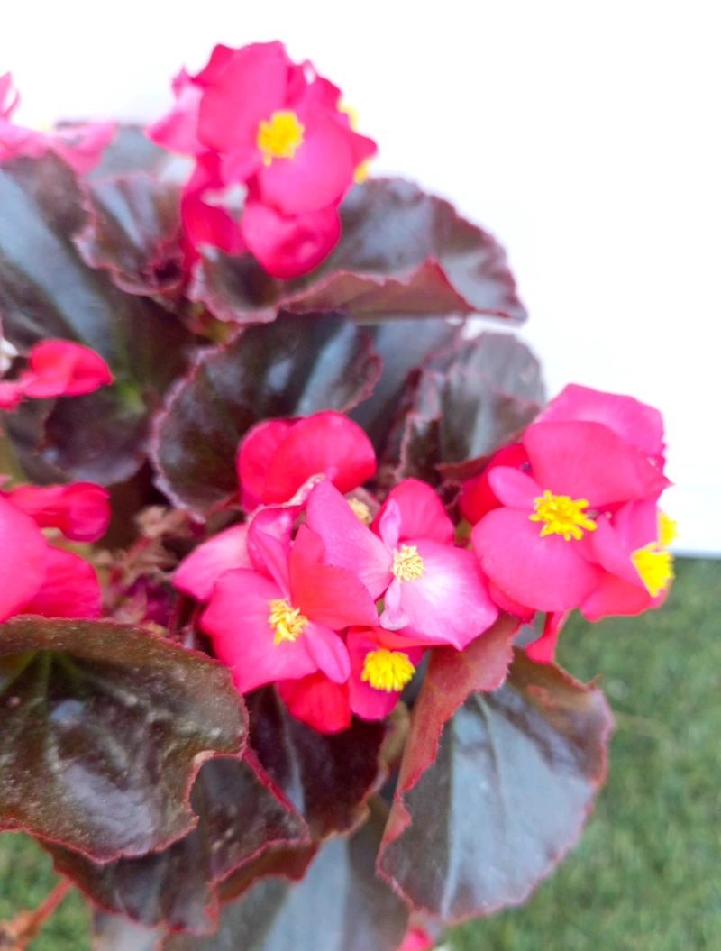 0318001911_1 Primer plano de la Begonia.