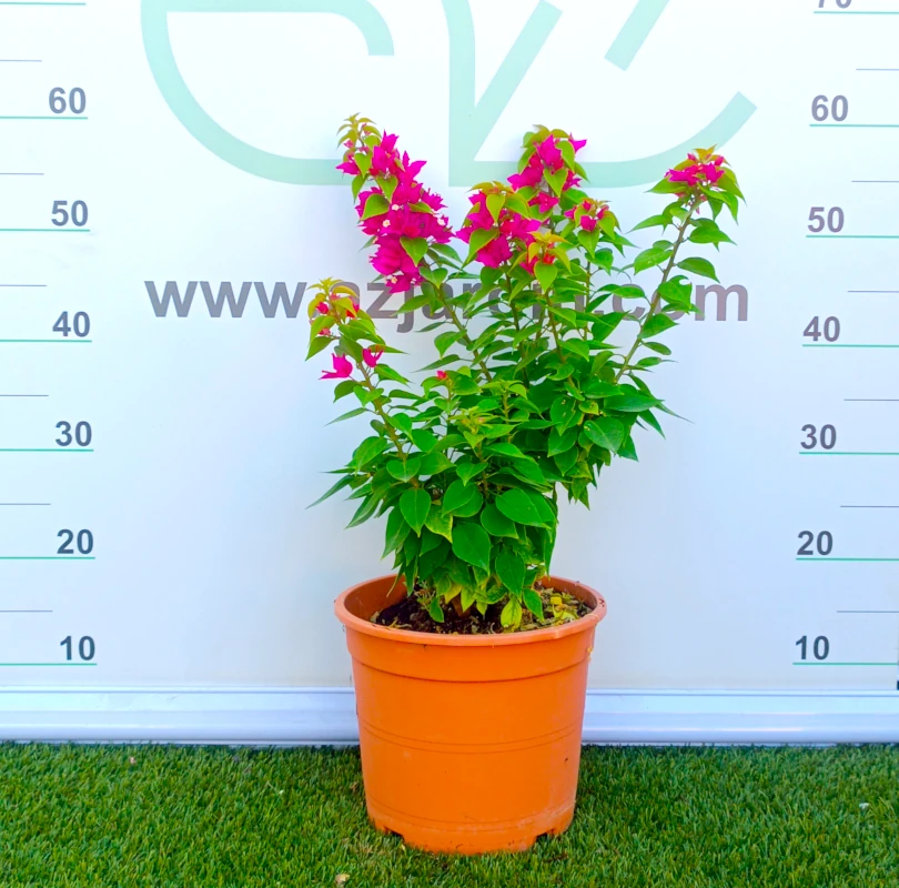 0318001922 Planta de exterior arbustiva Bougainvillea Mini Thai (Buganvilla enana) en maceta de cultivo con densas brácteas de color rosa fucsia y hojas verdes.