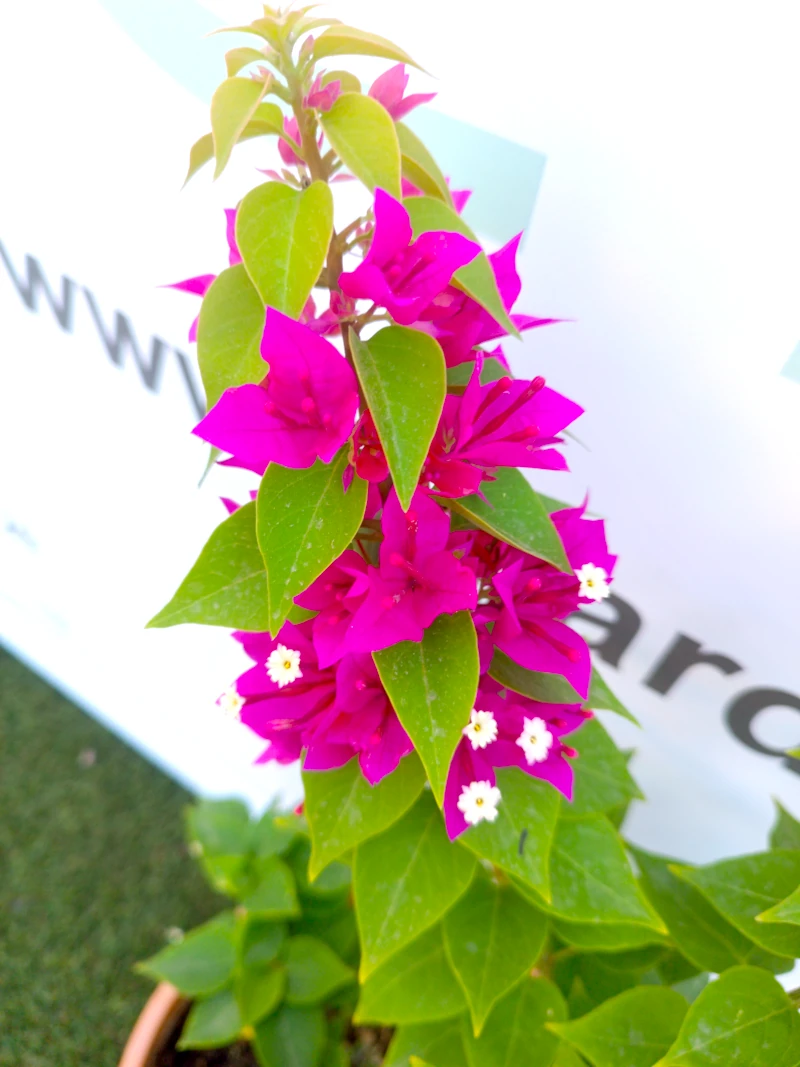 0318001922_1 Primer plano de la Bougainvillea Mini Thai (Buganvilla enana).