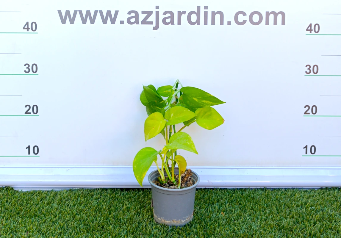 0318001945 Planta de interior perenne Pothos (Poto) en maceta de cultivo con tallos flexibles y hojas brillantes en forma de corazón de color verde y amarillo.