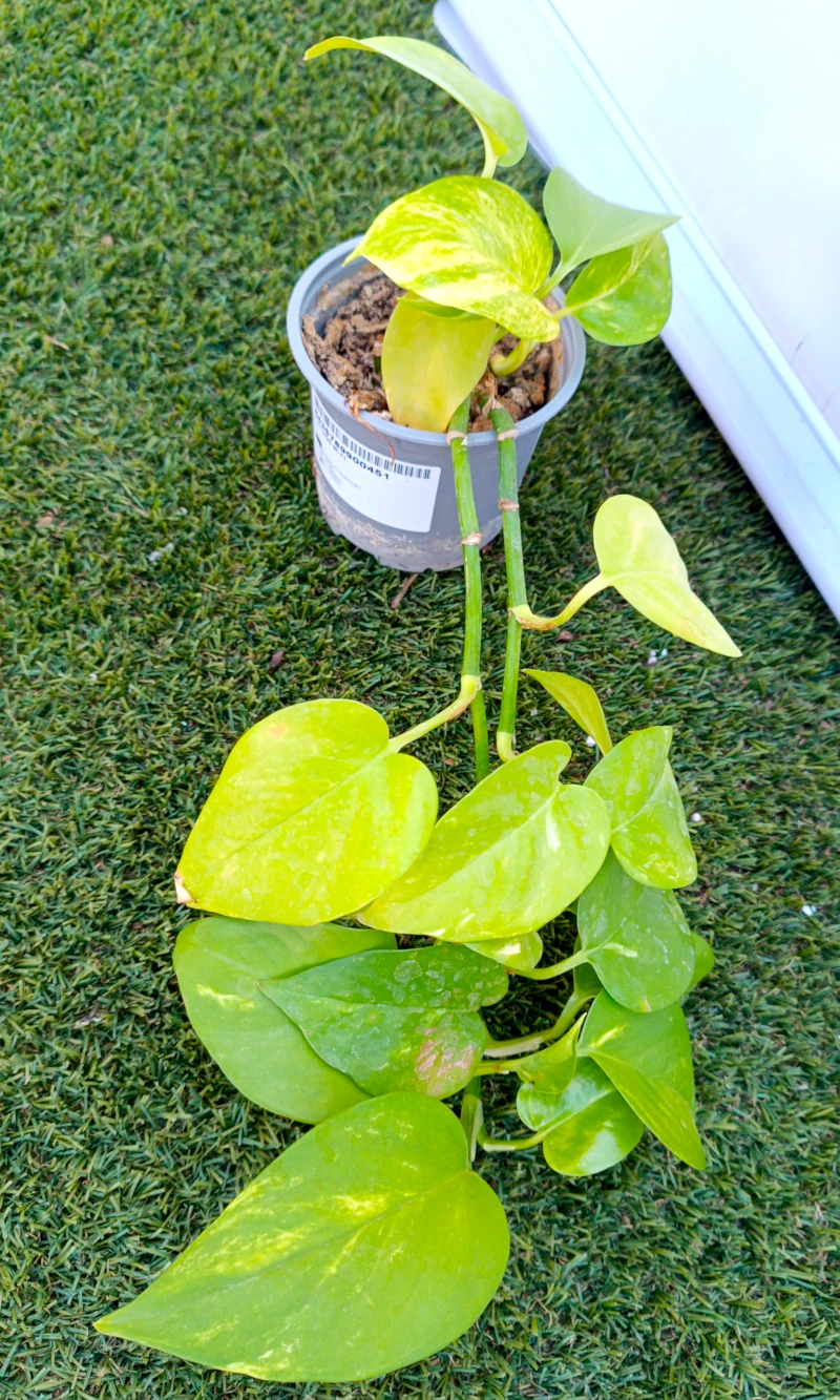 0318001945_1 Primer plano del Pothos (Poto).