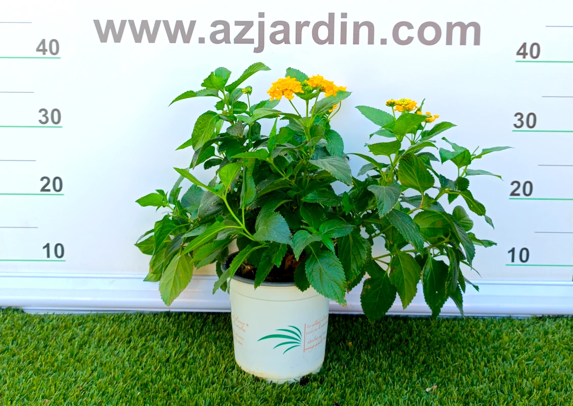 0318001958 Planta de exterior arbustiva Lantana Camara en maceta de cultivo con denso follaje verde de hojas rugosas y abundantes flores globosas de color amarillo intenso.